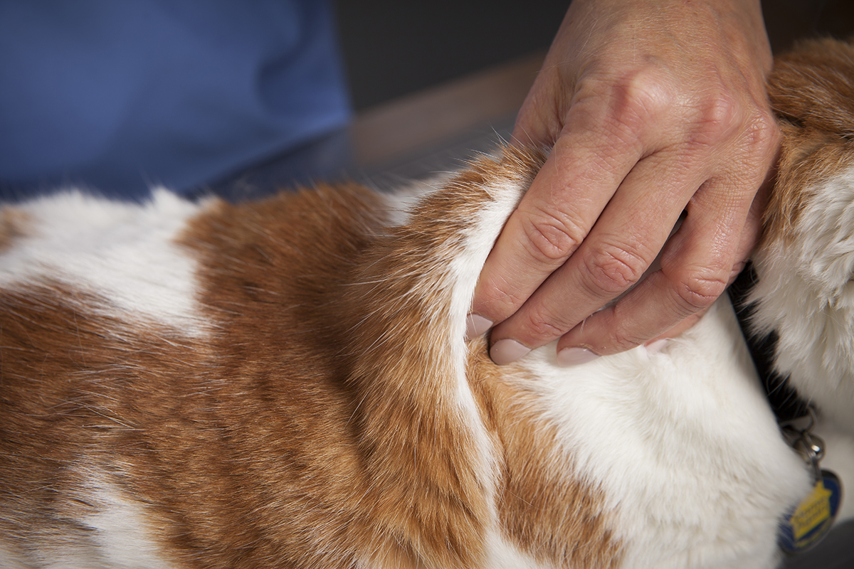 Cat being administered insulin by veterinarian.