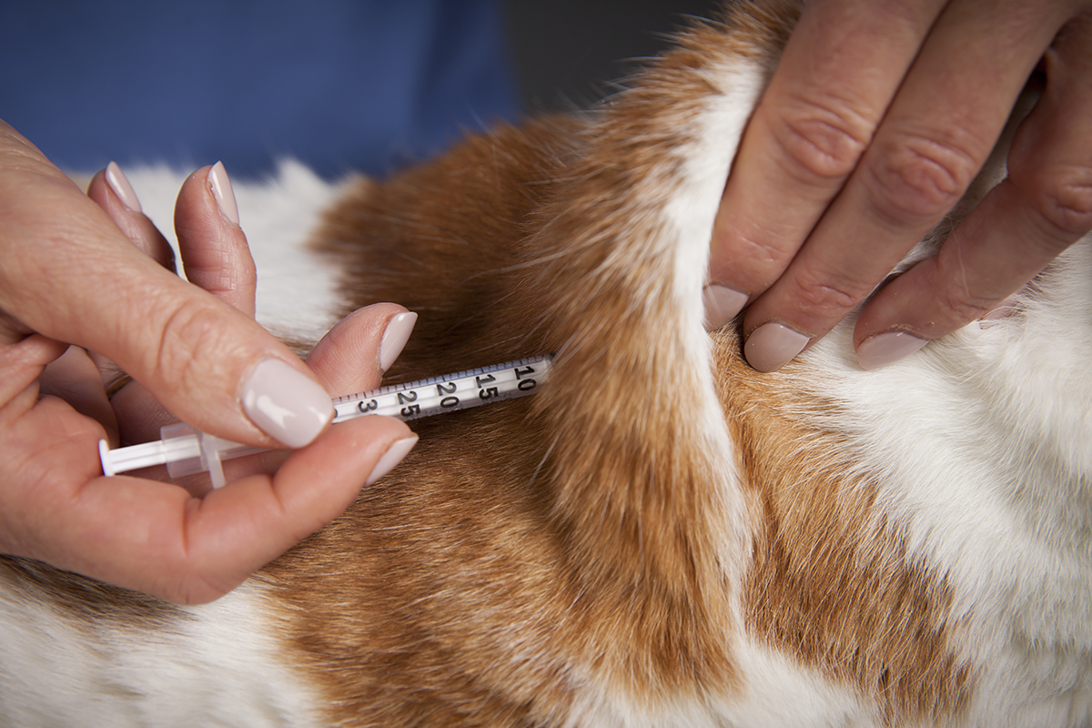 Cat being administered insulin by veterinarian.