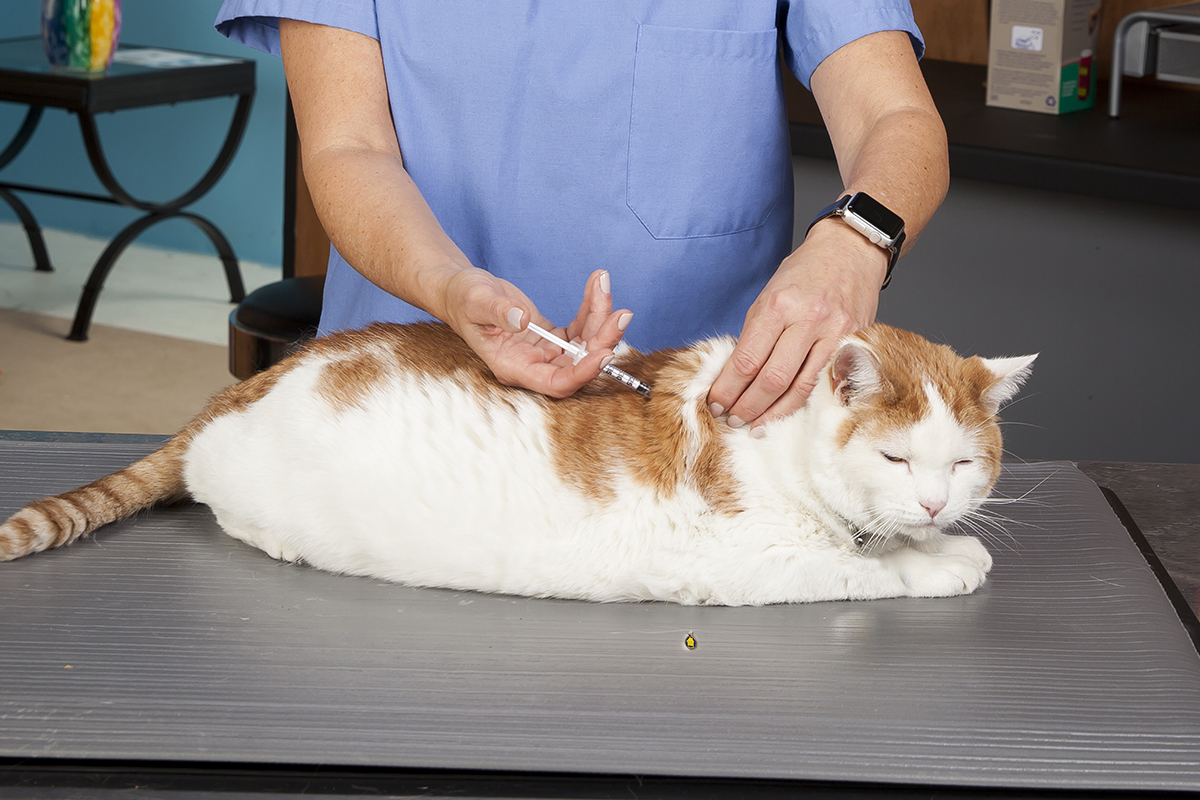 Cat being administered insulin by veterinarian.