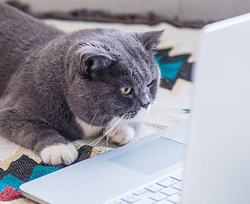 Cat staring at computer.