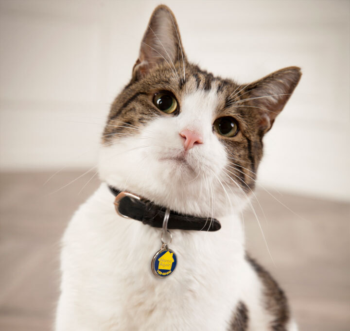 Cat wearing HomeAgain collar.