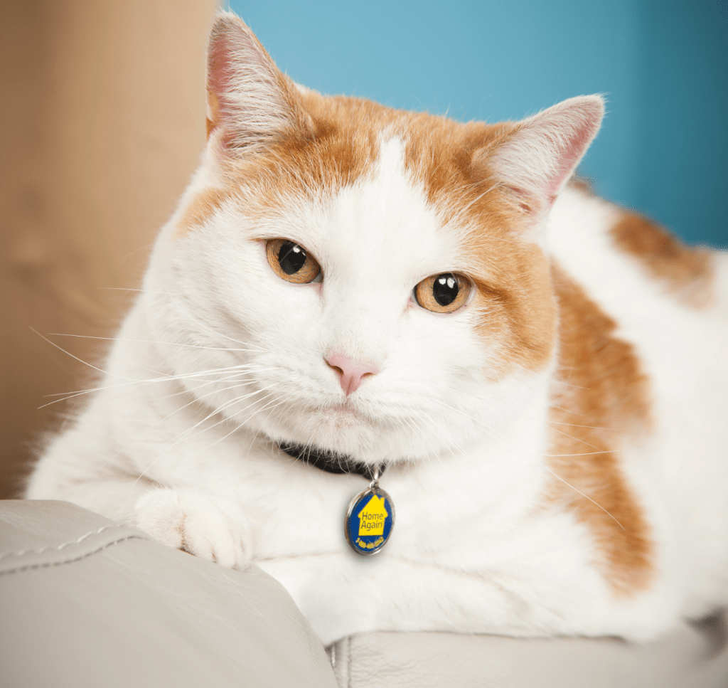 Cat wearing HomeAgain collar.