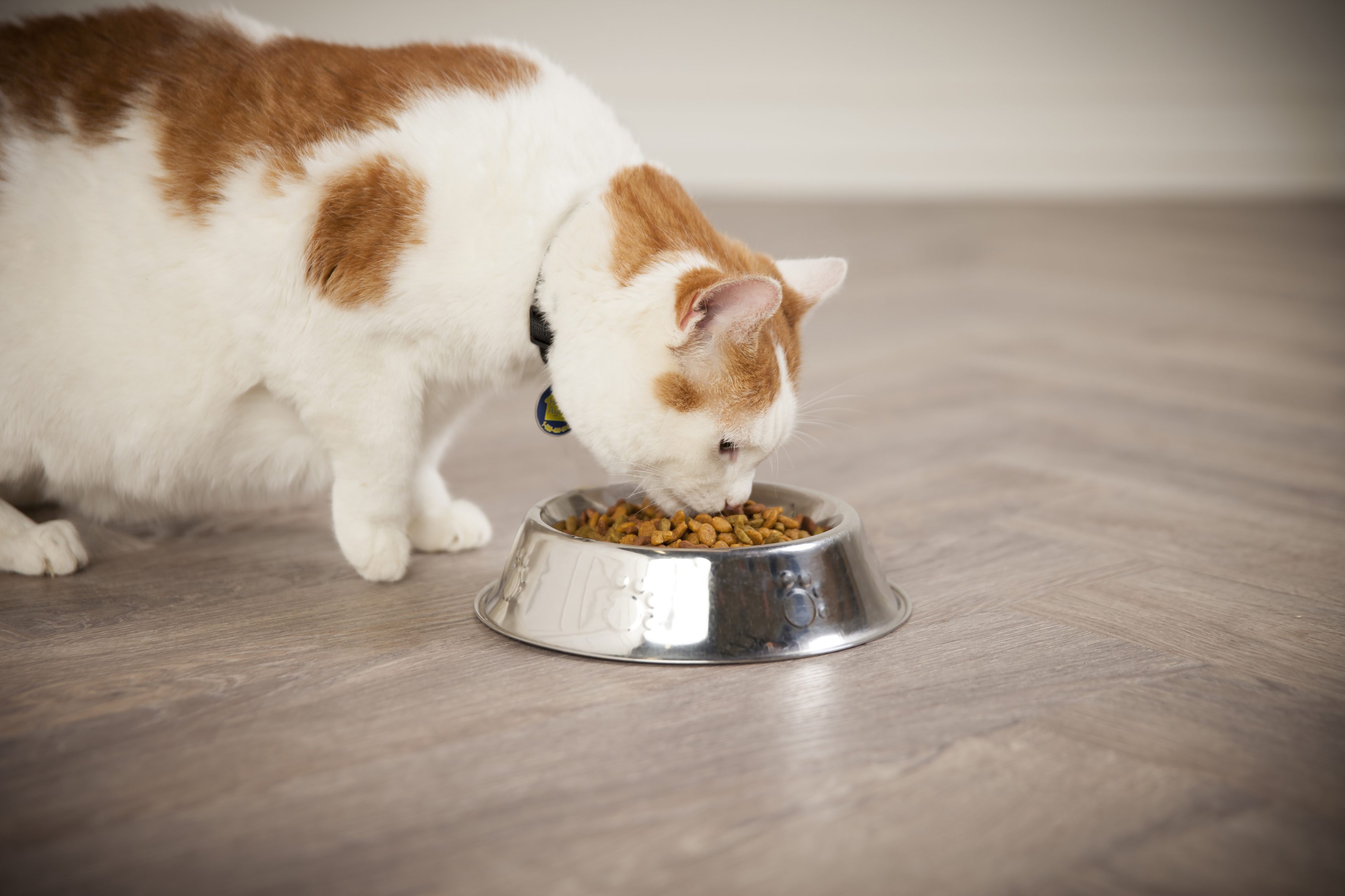 Cat eating food out of bowl.