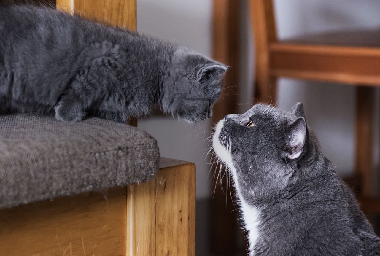 Kitten sitting on a chair staring down at cat.