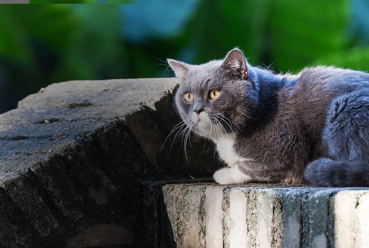Grey cat sitting on a wall.