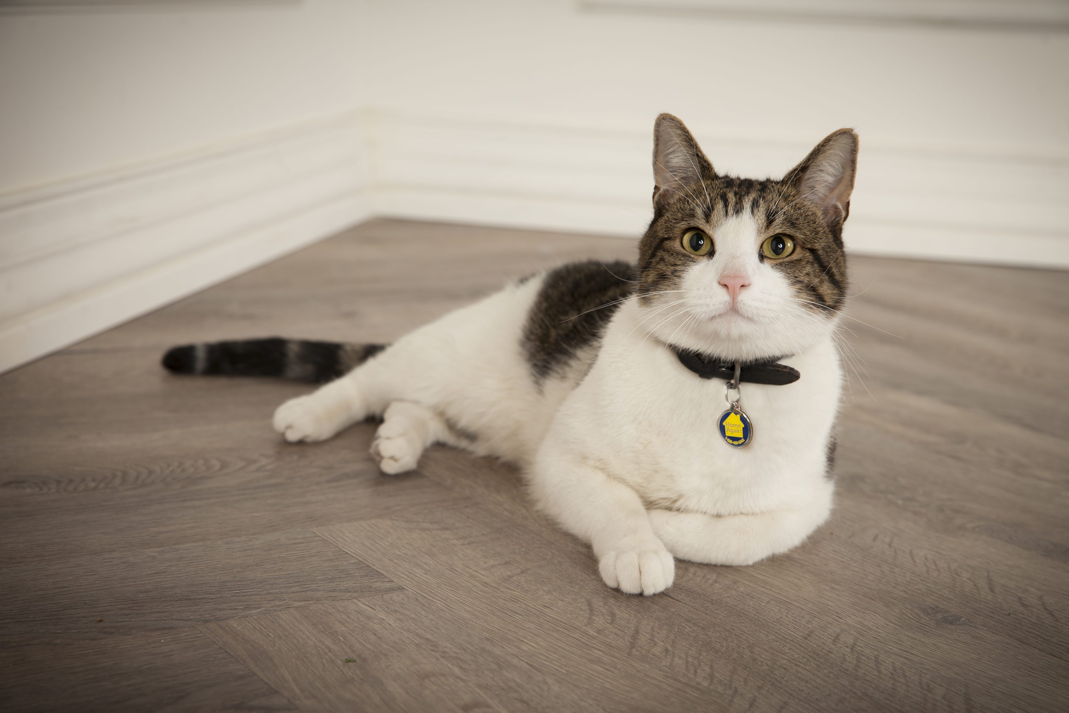 Cat laying down wearing HomeAgain collar.