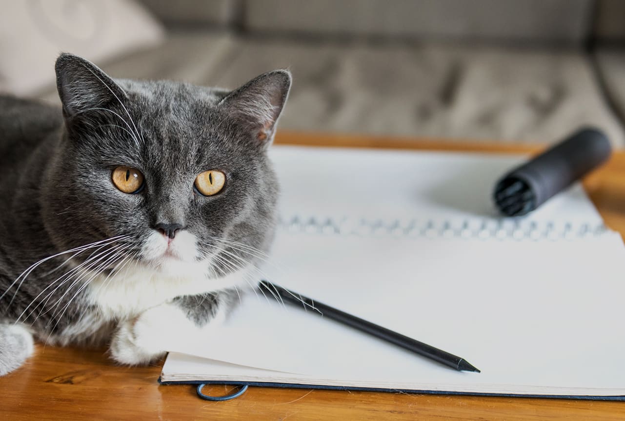 Grey cat sitting next to open notebook.