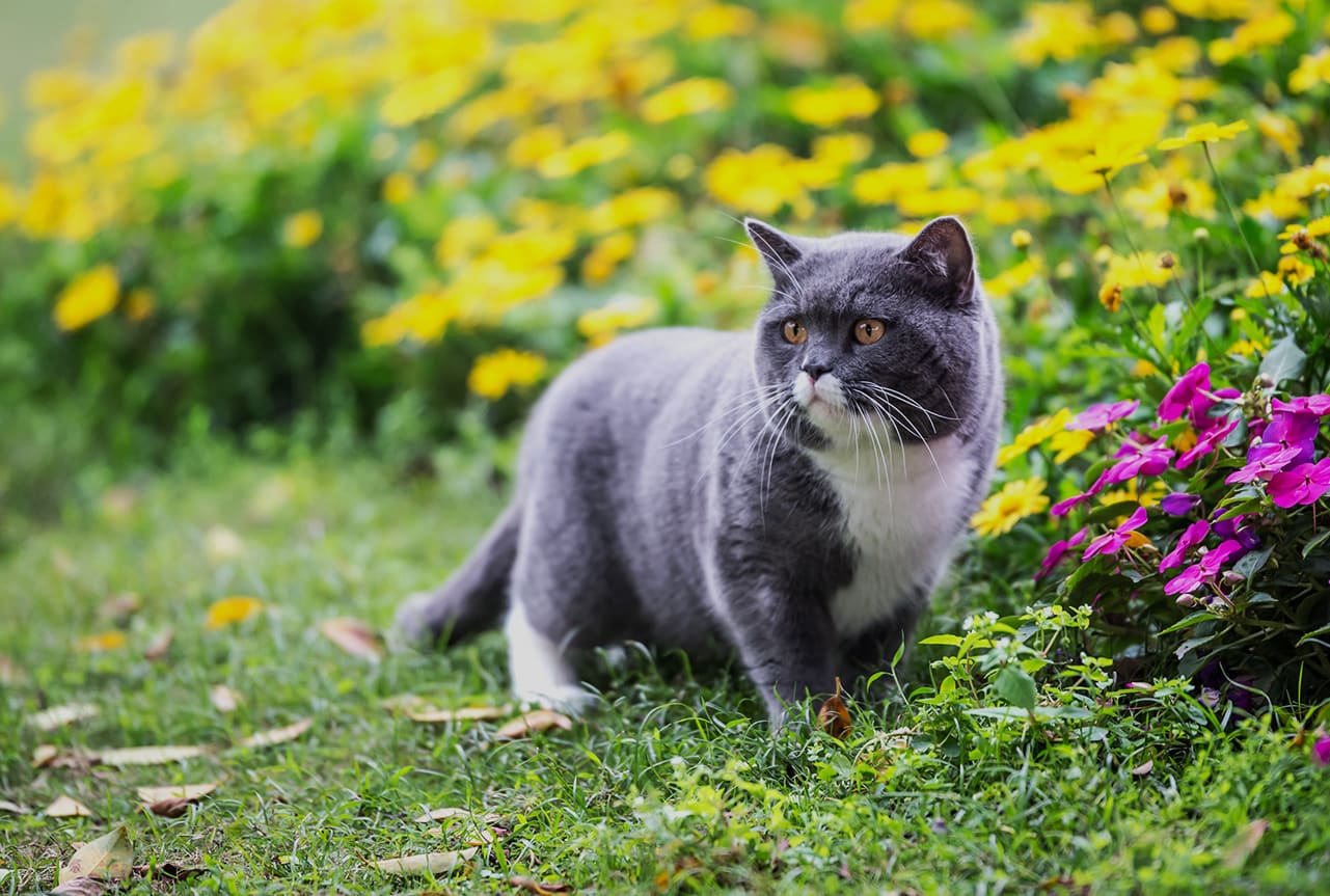Grey cat standing next to flowers.