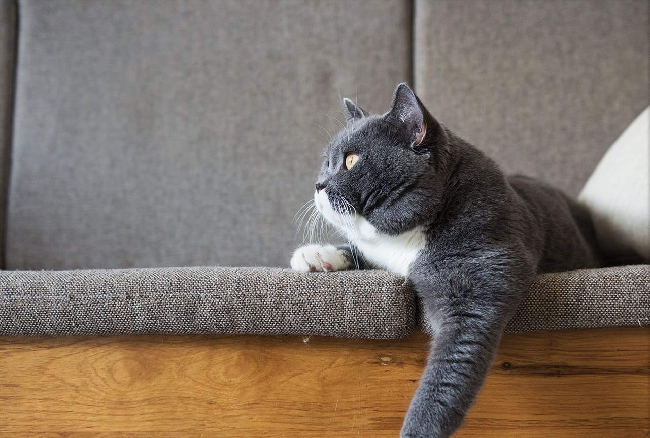 Grey cat laying on the couch.