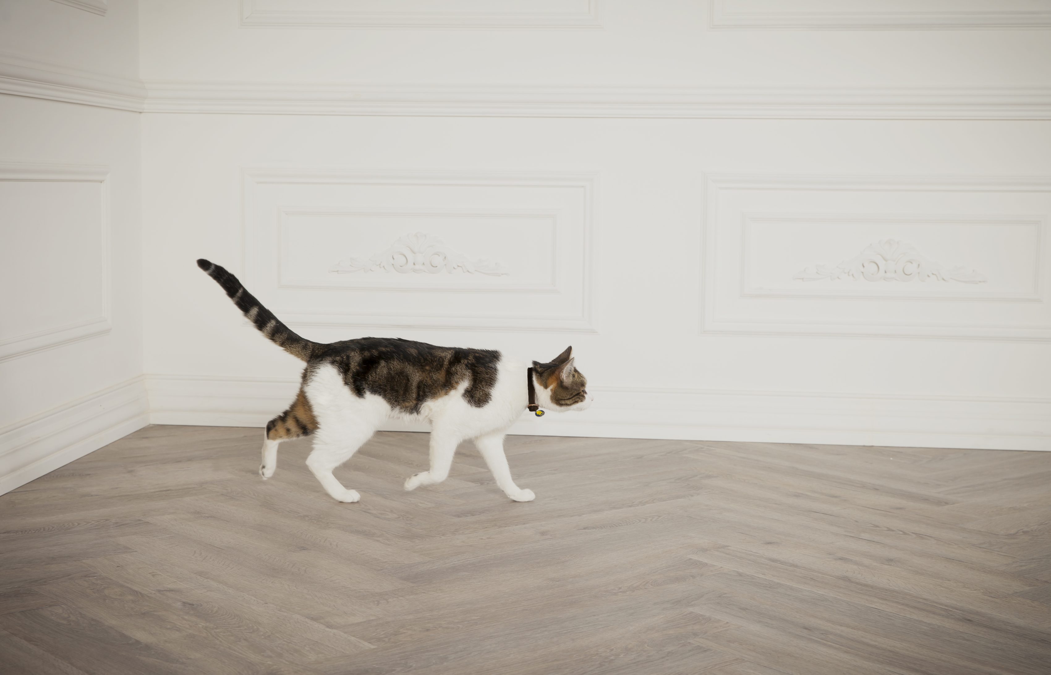 Cat walking inside white room.