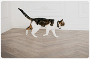 Cat walking inside white room.