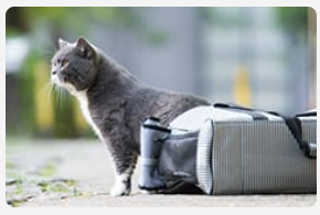 Grey cat standing next to bag.