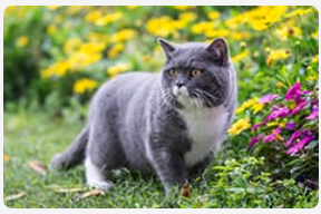 Grey cat standing next to flowers.