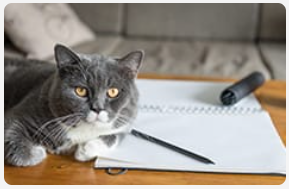 Grey cat sitting next to open notebook.