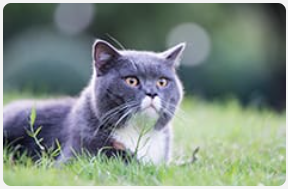 Grey cat laying in grass.