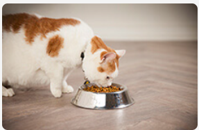 Cat eating food out of bowl.