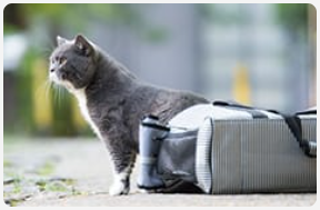 Grey cat standing next to bag.
