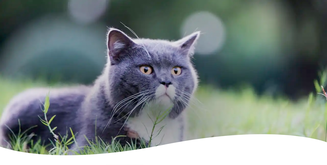 Grey cat laying in grass.