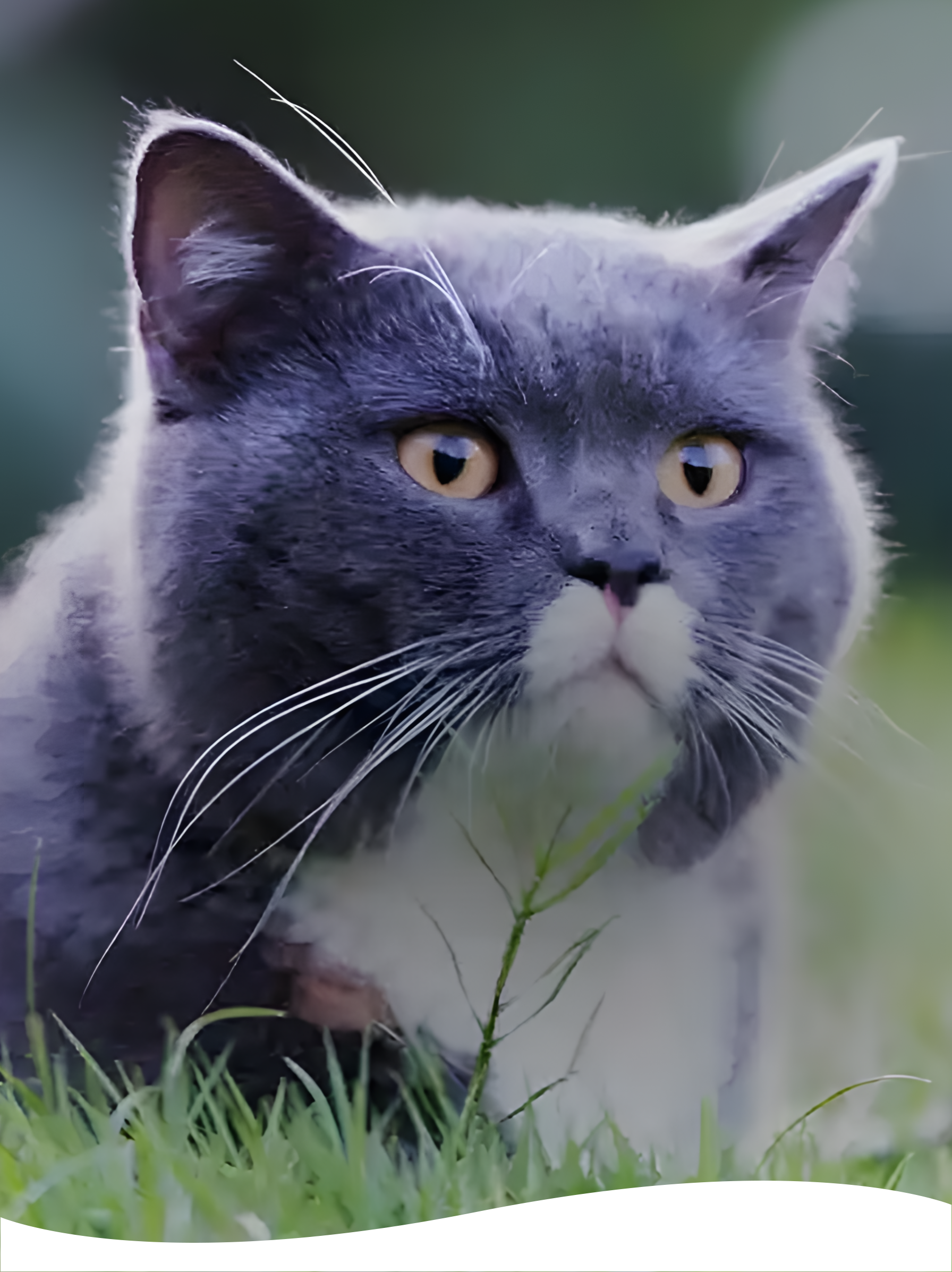 Grey cat laying in grass.