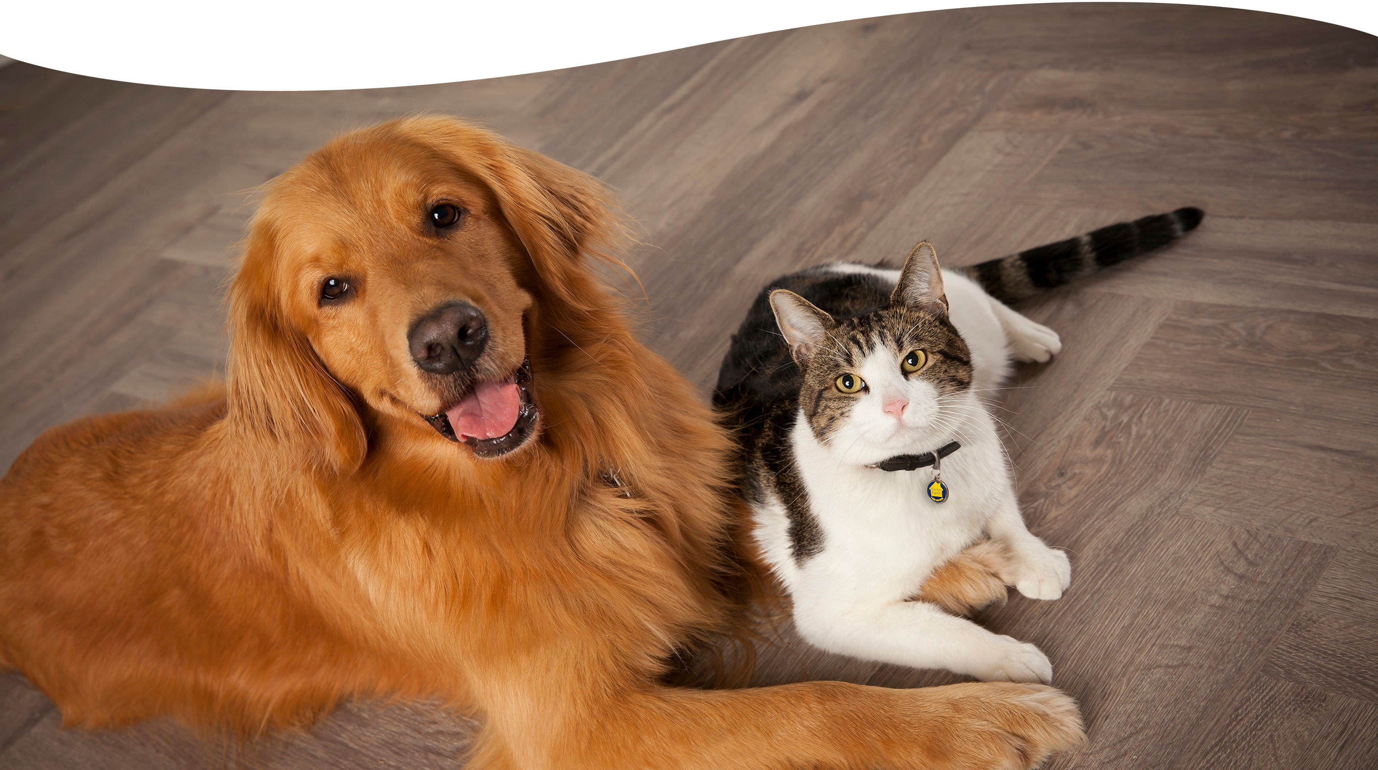 Golden retriever and cat laying next to each other.