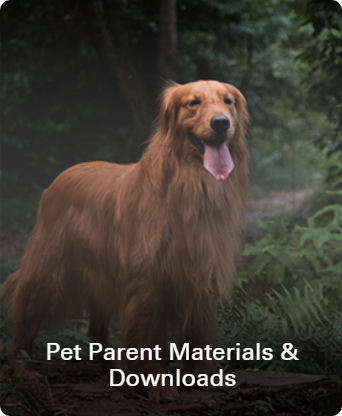 Golden retriever standing in the forest overlapped with "Pet Parent Materials & Downloads"