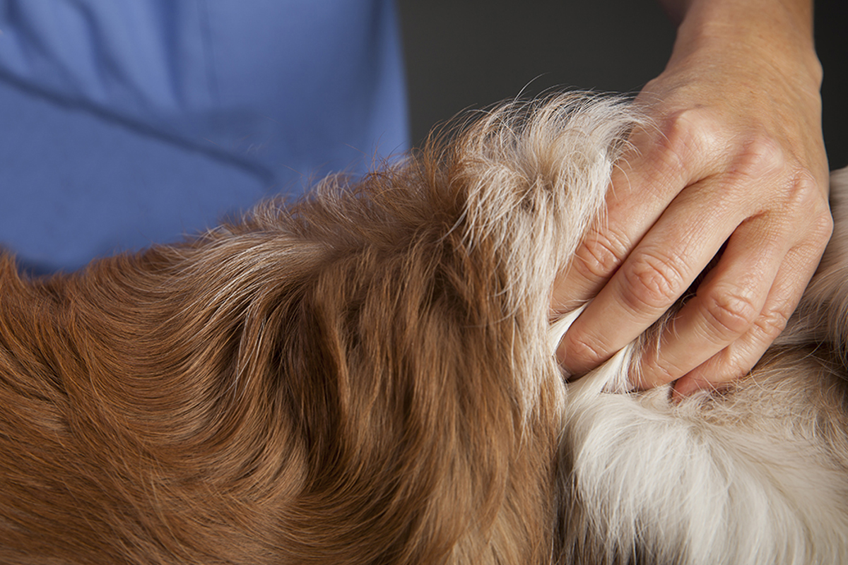 Dog being administered insulin by veterinarian.