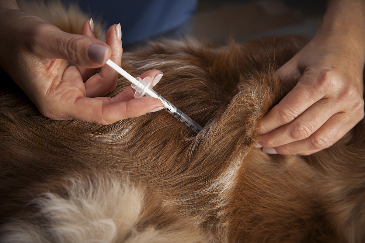Dog being administered insulin by veterinarian.