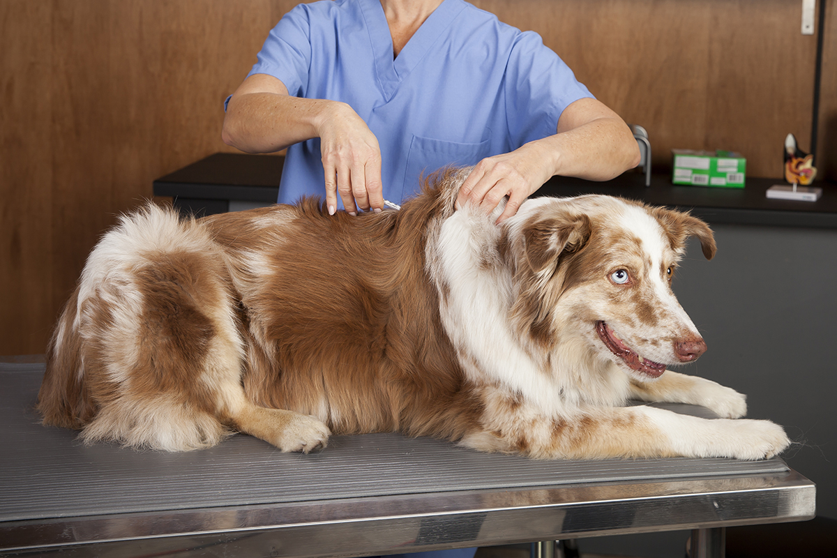 Dog being administered insulin by veterinarian.