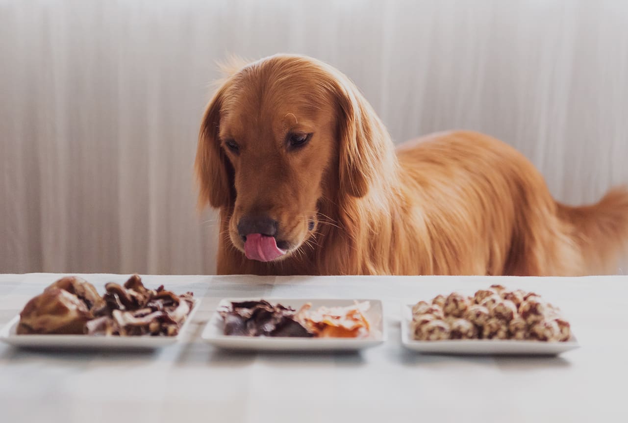 Golden retriever licking his lips looking at three plates of food.