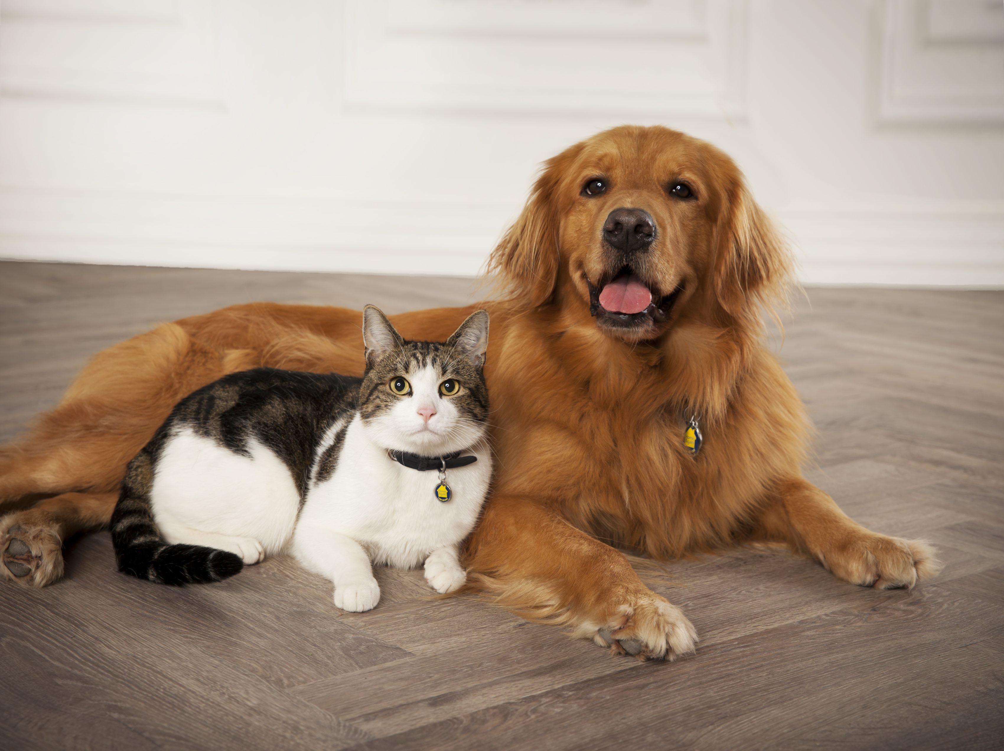 Golden retriever and cat laying next to each other.