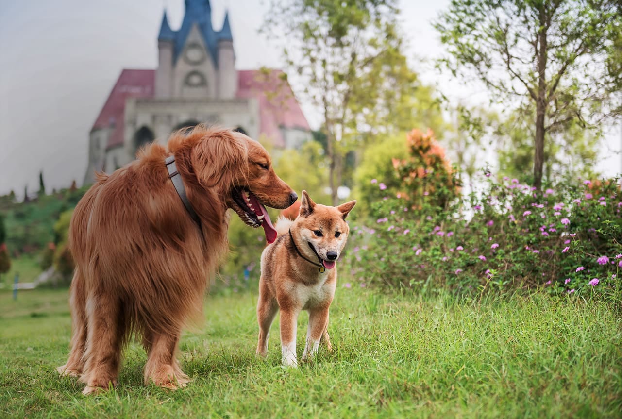 Two dogs walking next to flowers with large building in background.