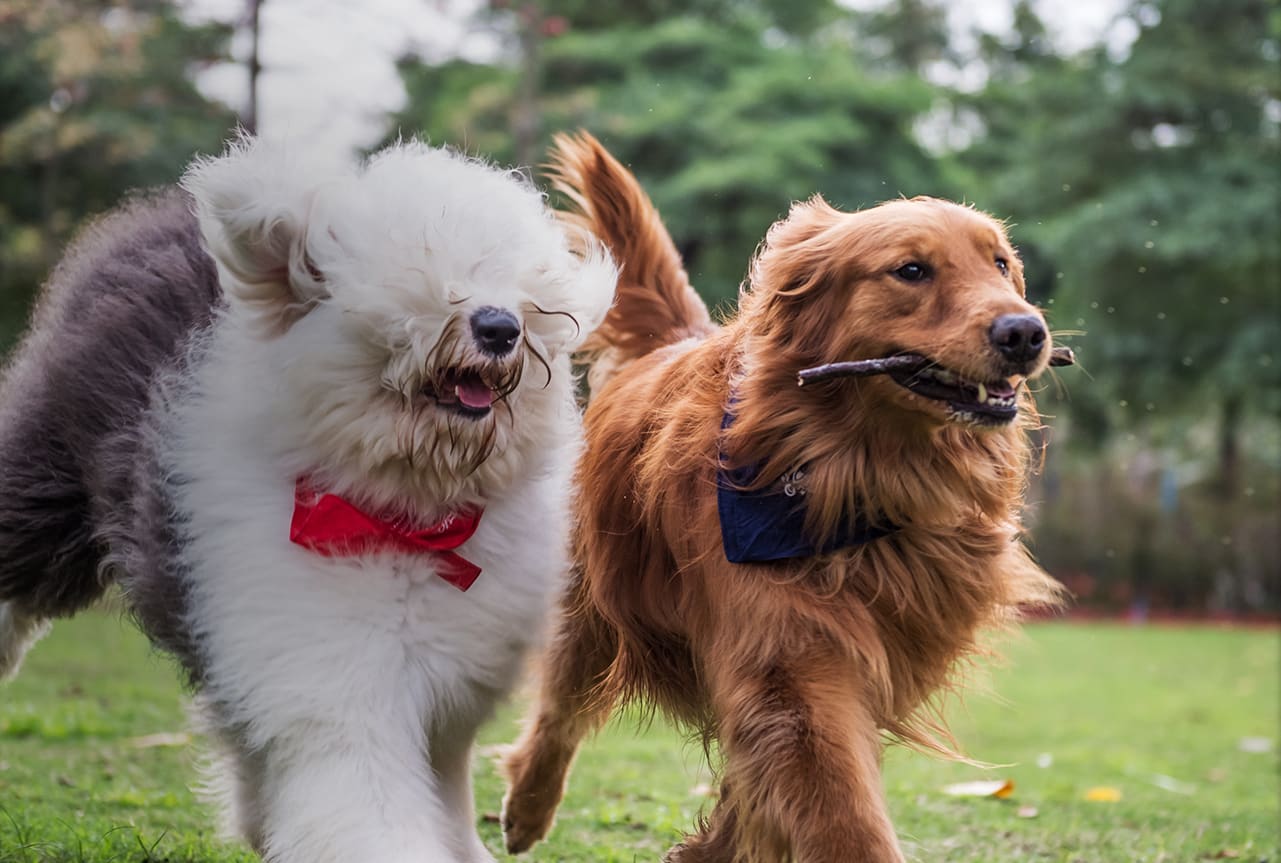 Golden retriever being chased with a stick in his mouth by another dog.