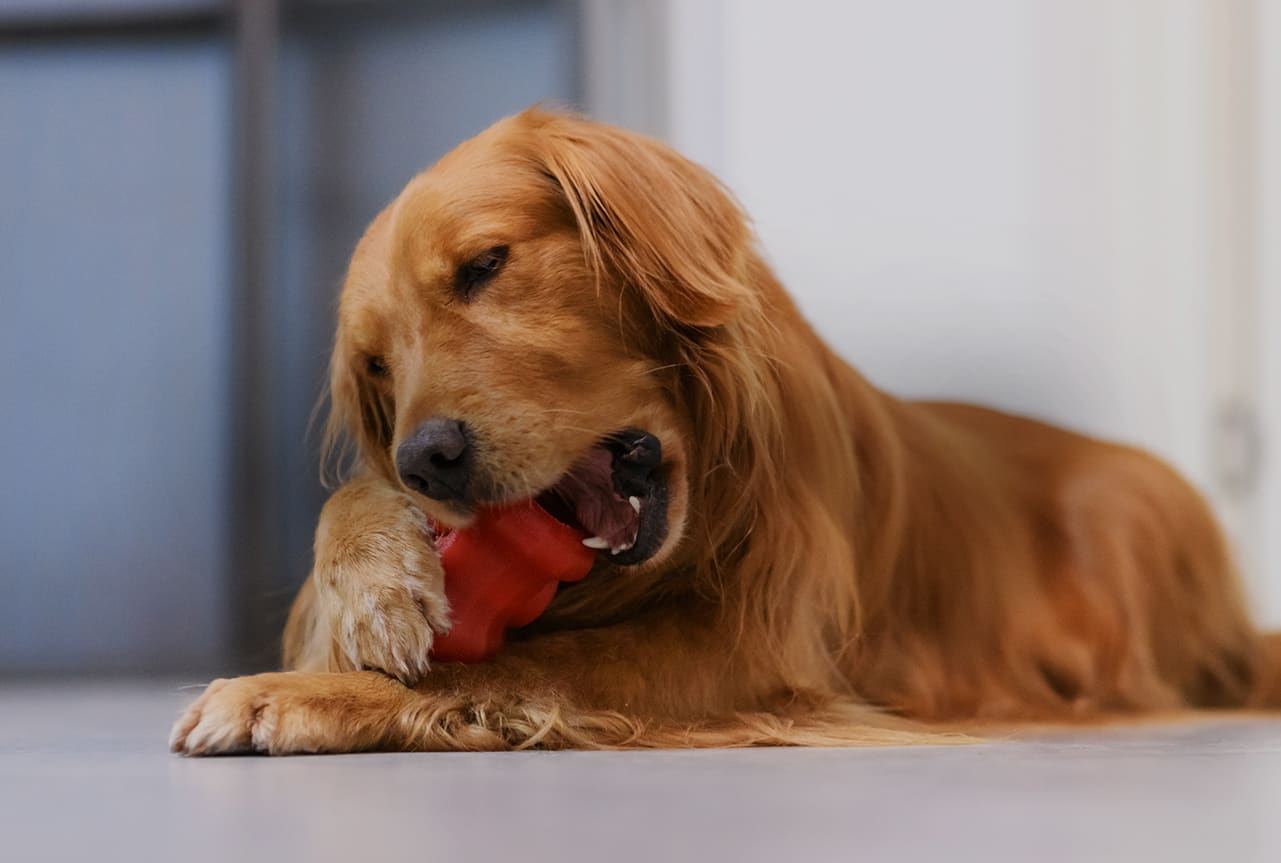 Golden retriever laying down playing with his red toy.