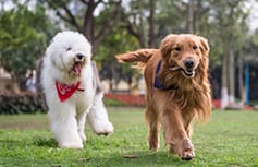 Golden retriever being chased with a stick in his mouth by another dog.