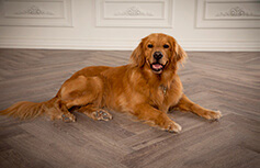 Golden retriever laying down.