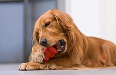 Golden retriever laying down playing with his red toy.