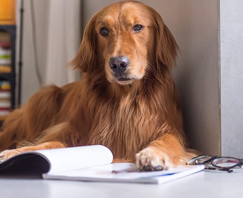 Golden retriever laying next to book and reading glasses.