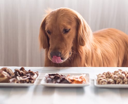 Dog looking at his food
