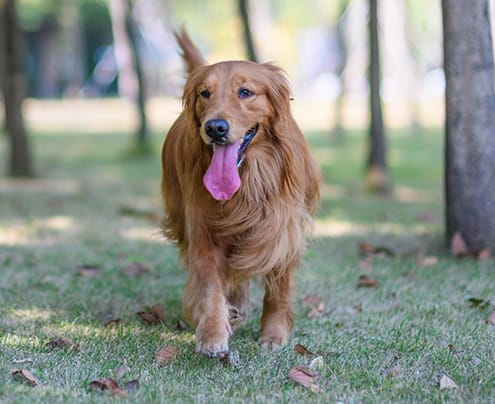 Golden retriever walking and panting in a park