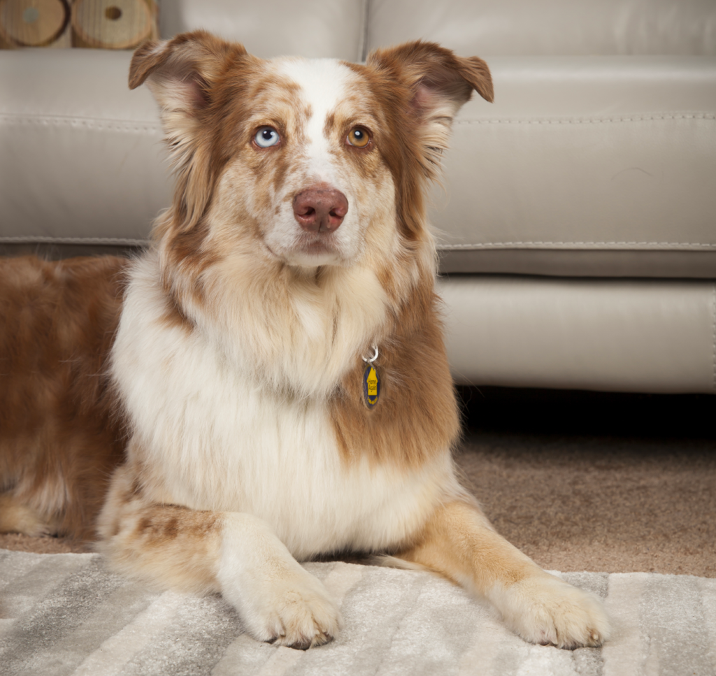 Dog wearing HomeAgain collar.