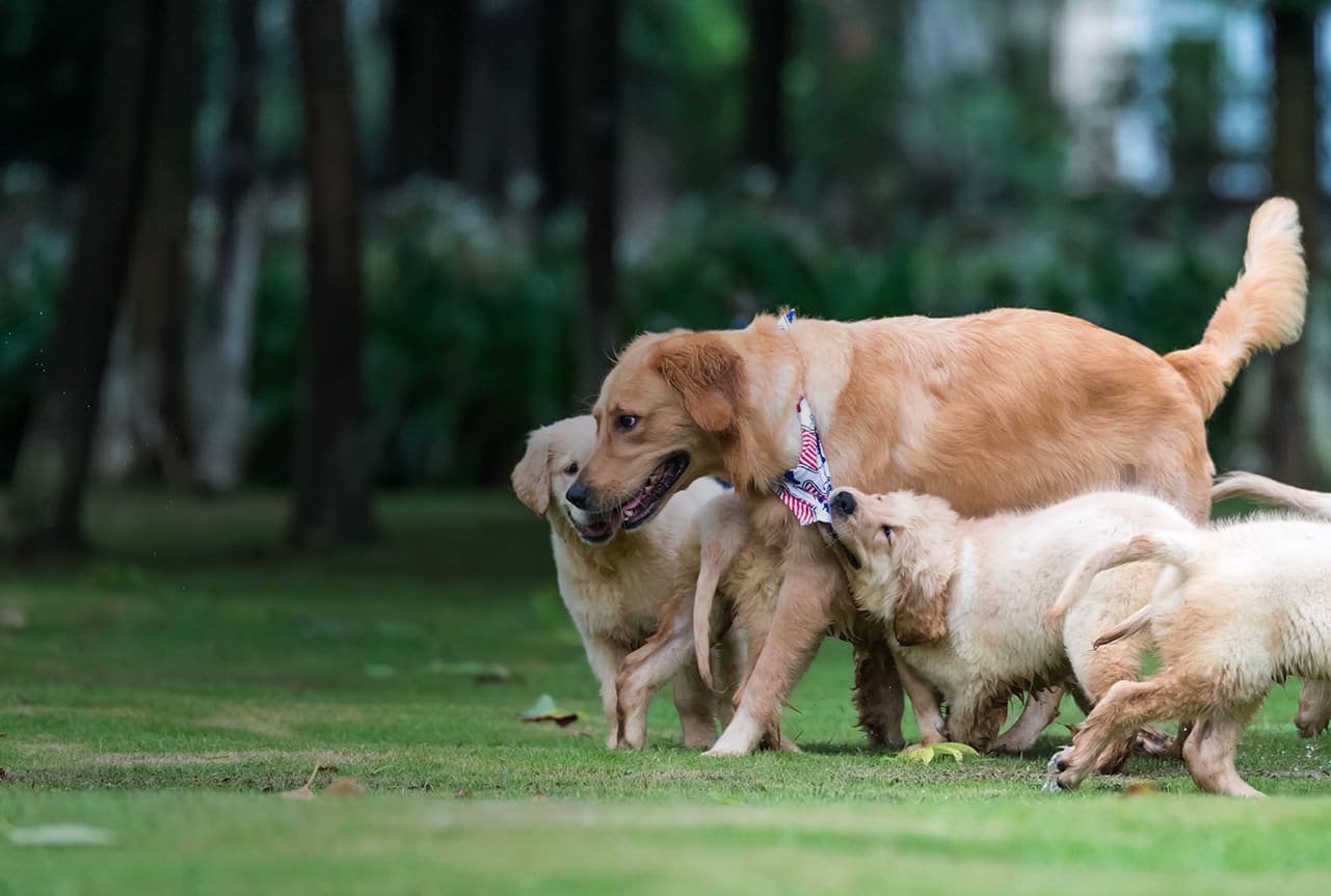 Adult dog and puppies playing with each other.