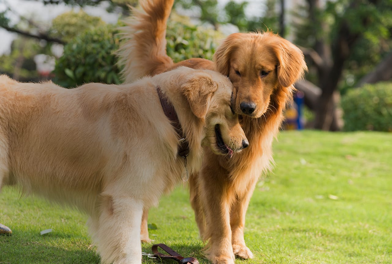 Two dog playing with one another.