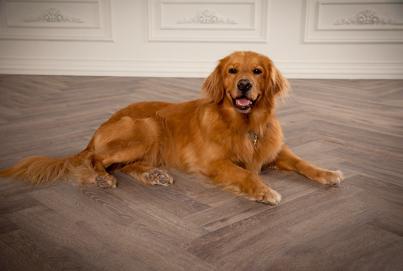 Golden retriever laying down.