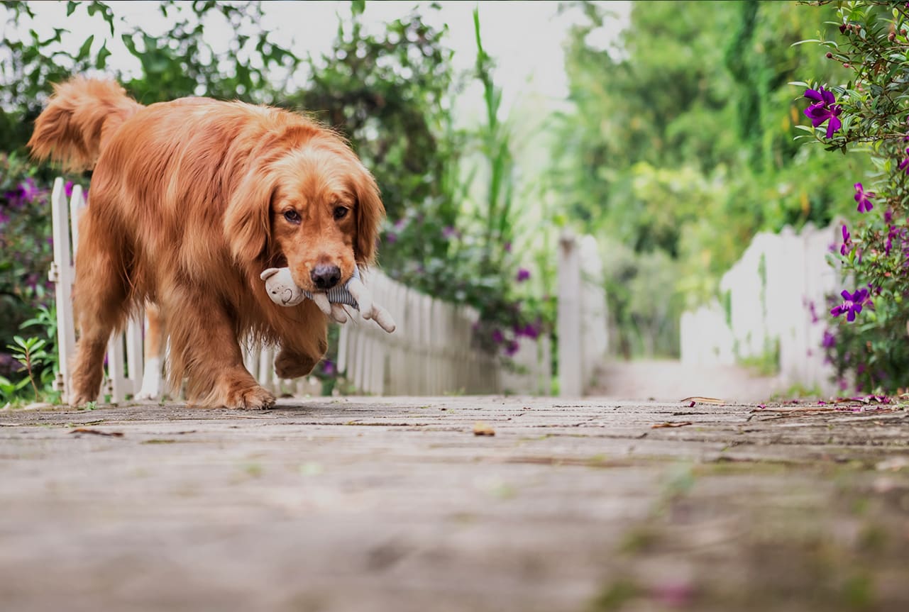 Golden retriever walking outside with his toy.