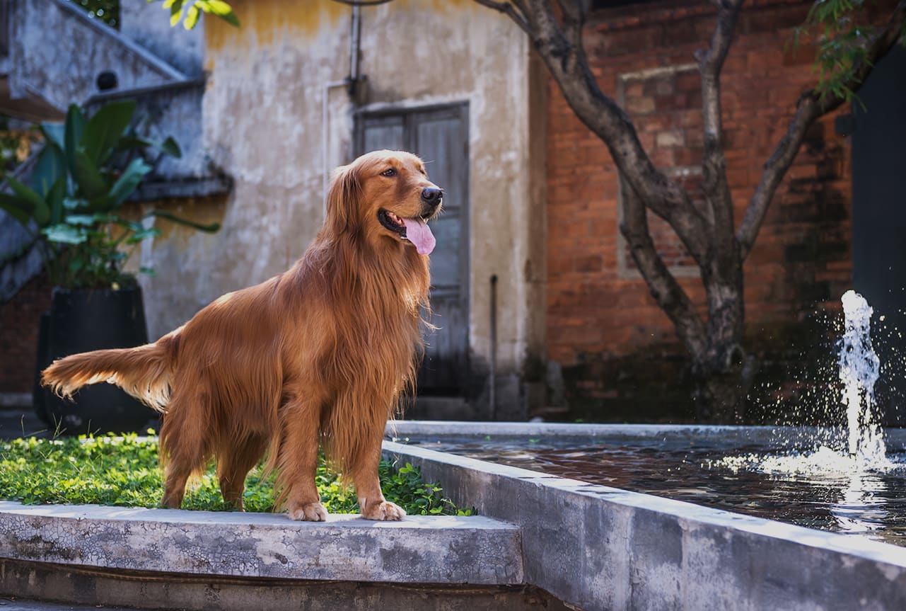 Golden retriever standing on platform outside.