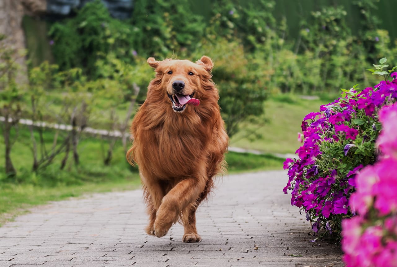 Golden retriever running at the park.