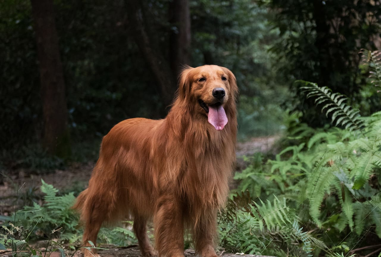 Golden retriever standing in the forest.
