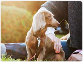 Dachshund being pet by its owner while on a walk.