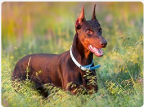 Doberman standing in tall grass.