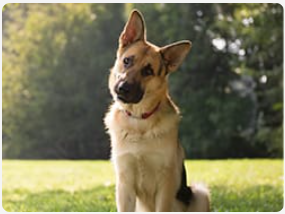 German shepherd outside tilting her head.